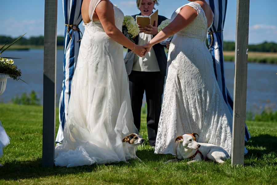 Two dogs sitting under their owners wedding dresses while they get married.